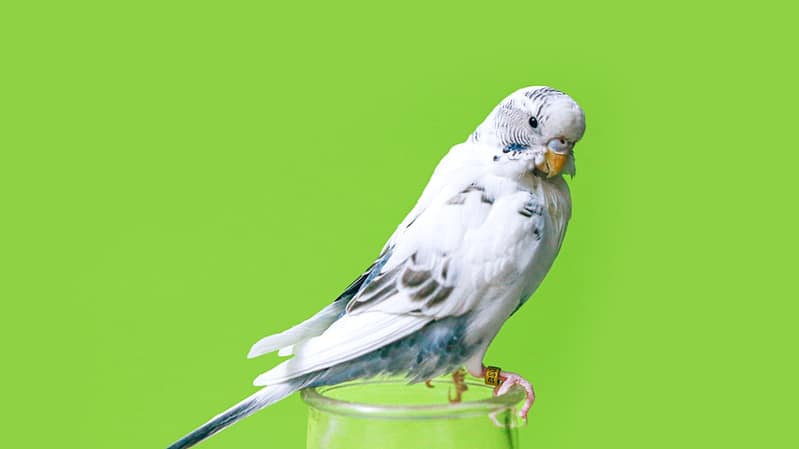 white and yellow bird on yellow plastic bucket finch app customization pet companion personal bird 2.jpg